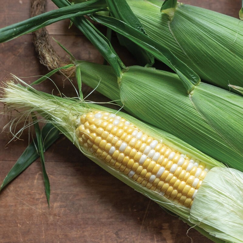 بذور ذرة كادنس - Cadence XR Corn Seeds