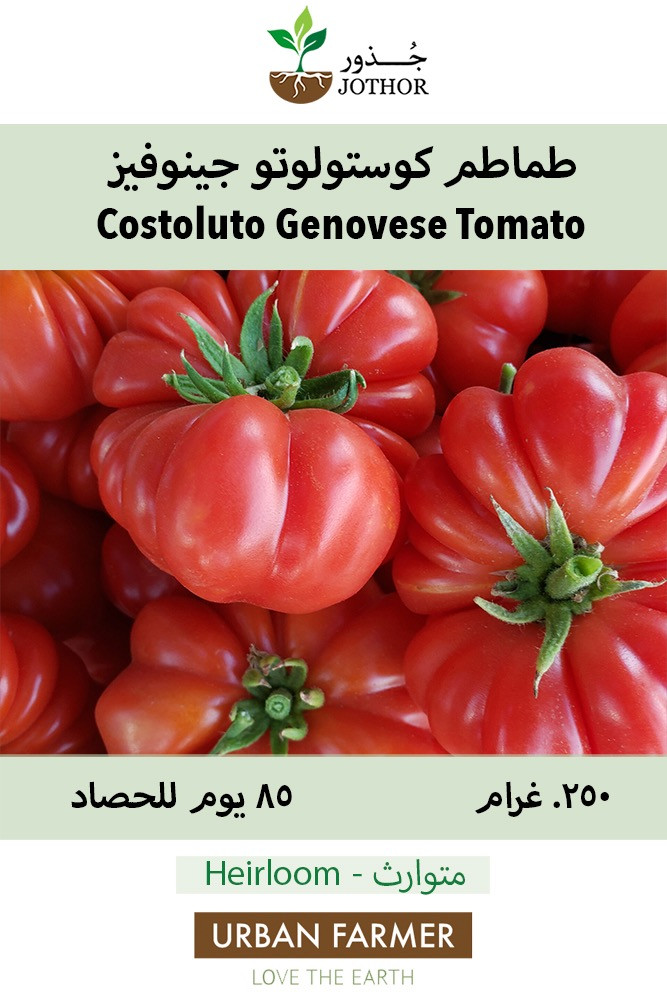 بذور طماطم كوستولوتو جينوفيز - Costoluto Genovese Tomato Seeds