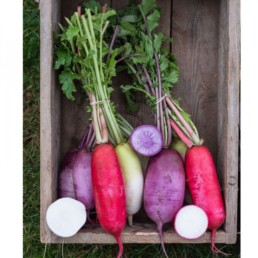 بذور فجل ريد كينج - Red King 2 Radish Seeds