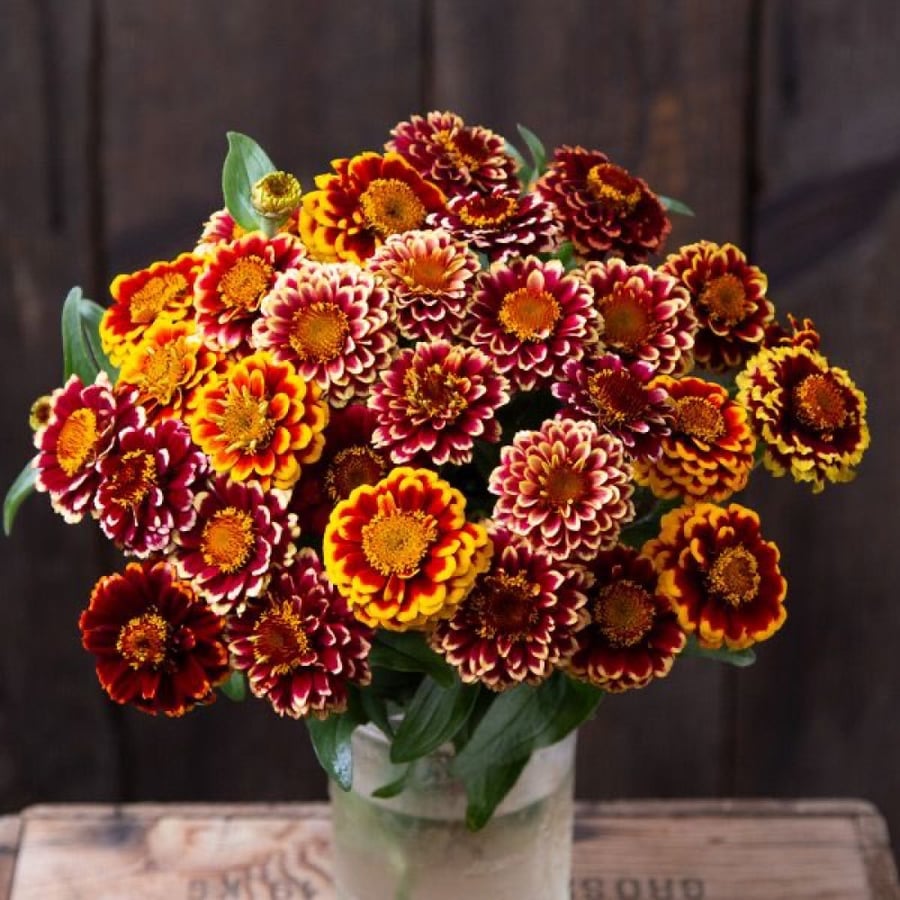 بذور زينيا غروب الشمس - Aztec Sunset Mix Zinnia Seeds