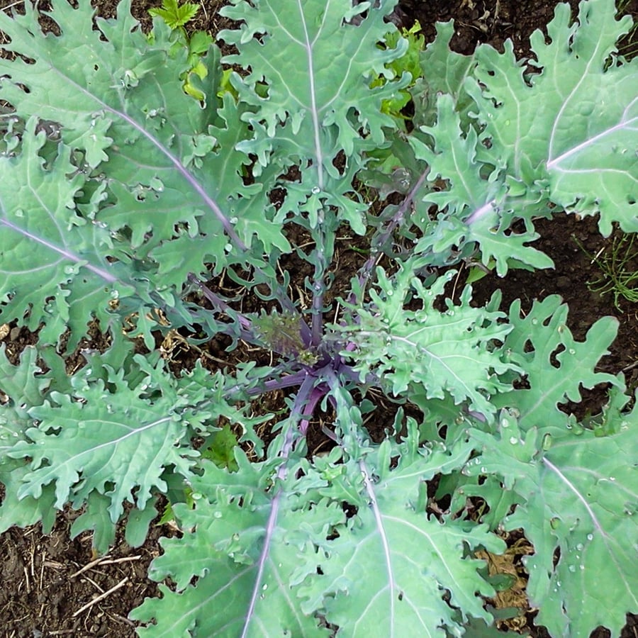 بذور كيل روسي أحمر - Kale Red Russian Seeds