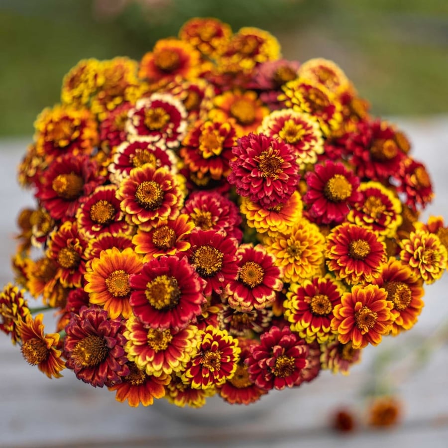 بذور زينيا غروب الشمس - Aztec Sunset Mix Zinnia Seeds