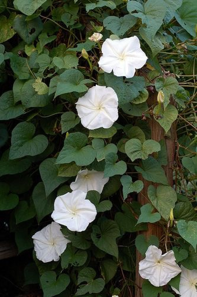 بذور زهرة القمر - Moonflower Seeds