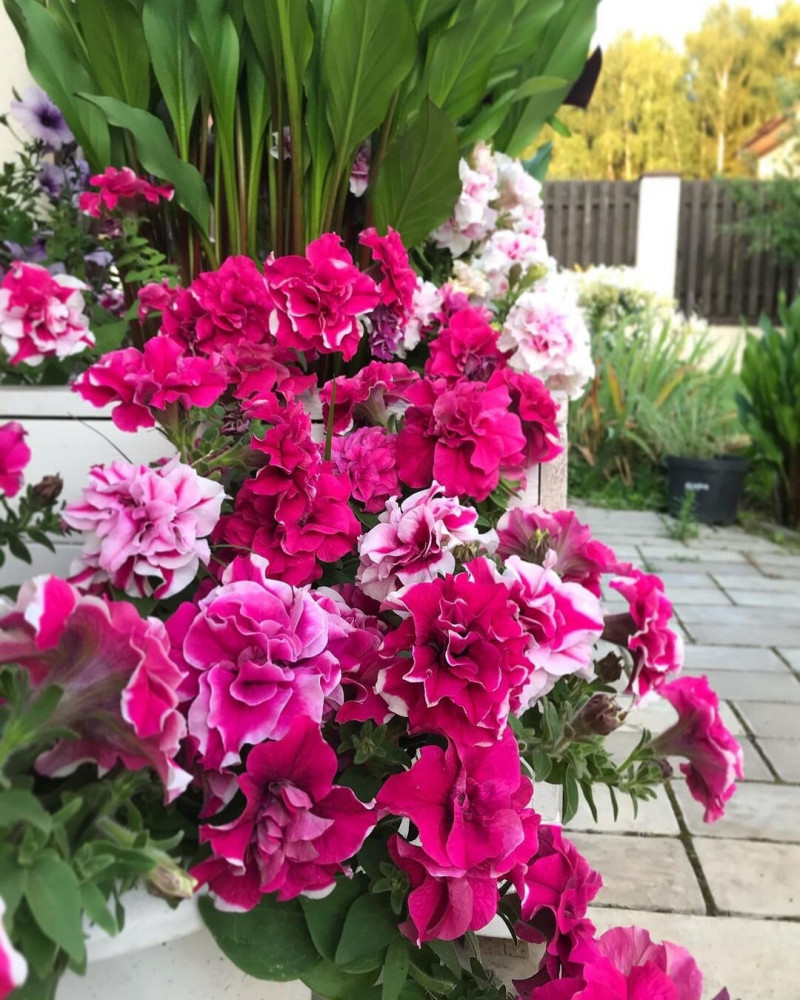 بذور بتونيا مزدوجة أبيض وروز - Double Madness Series Rose and White Petunia Seeds