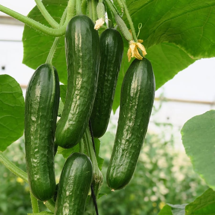 بذور خيار ماني ذاتي التلقيح - Manny Cucumber Seeds