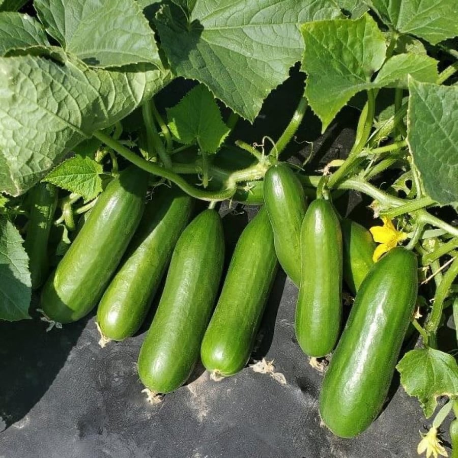 بذور خيار ميني مي ذاتي التلقيح عضوي - Minime Cucumber Seeds