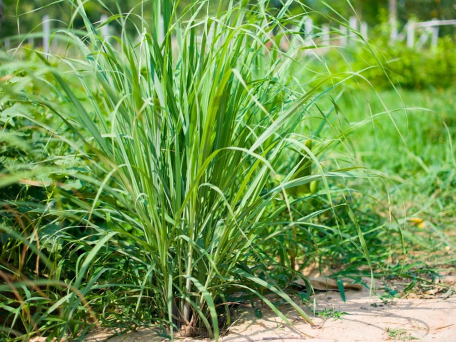 بذور عشبة الليمون الهند الغربية - Lemon Grass Seeds West Indian Seeds
