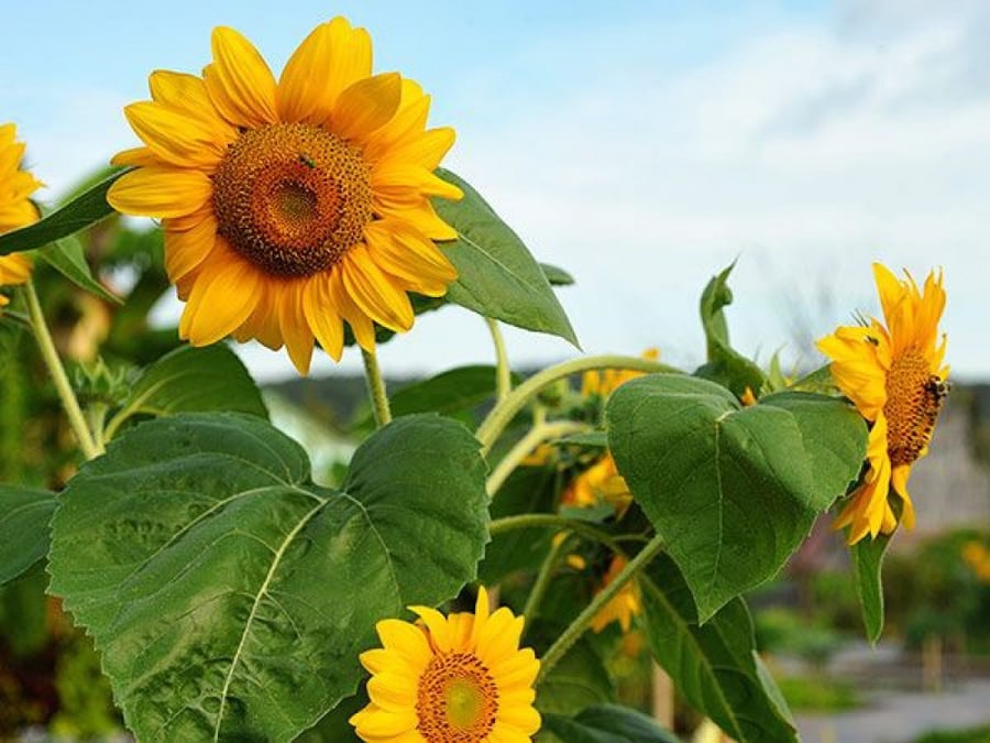 بذور دوار الشمس اصناف متعددة - SUNFLOWER ALL SORTS MIXTURE Seeds