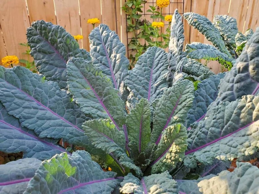 بذور كيل أزرق - Dazzling Blue Kale Seeds