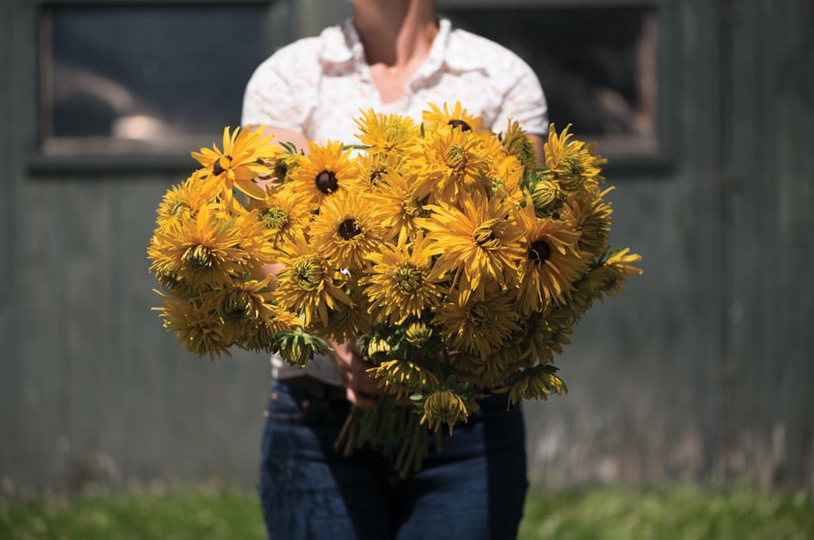 بذور رودبيكيا مزدوجة - Gloriosa Double Daisy Seed