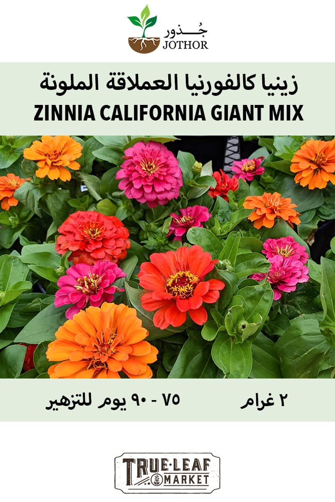 بذور زينيا كالفورنيا العملاقة - ZINNIA CALIFORNIA GIANT MIX Seeds
