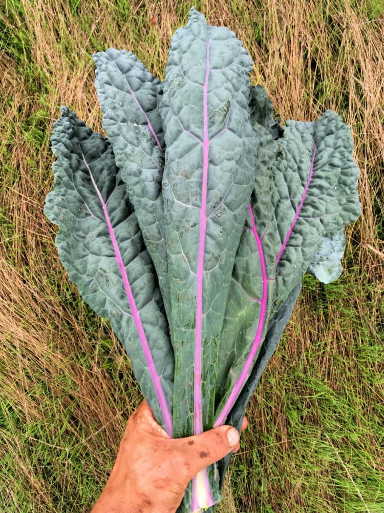 بذور كيل أزرق - Dazzling Blue Kale Seeds