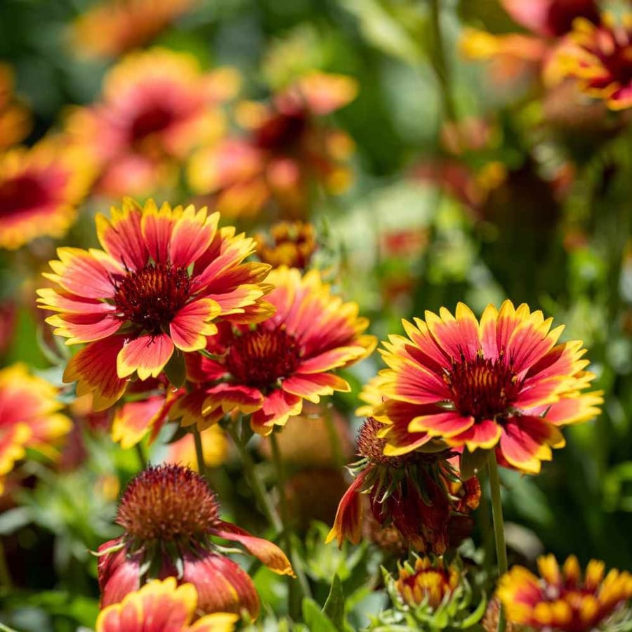 عنبر كشميري - Pulchella Gaillardia Seeds
