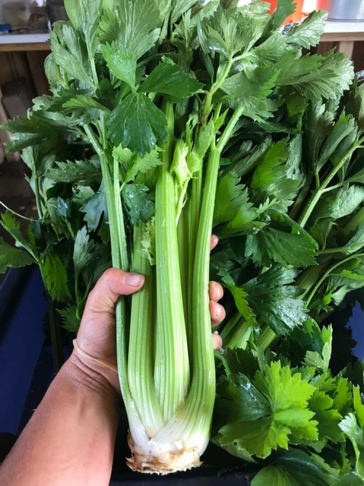 بذور كرفس تانجو - بذور مغلفة - Tango Organic Pelleted Celery Seed