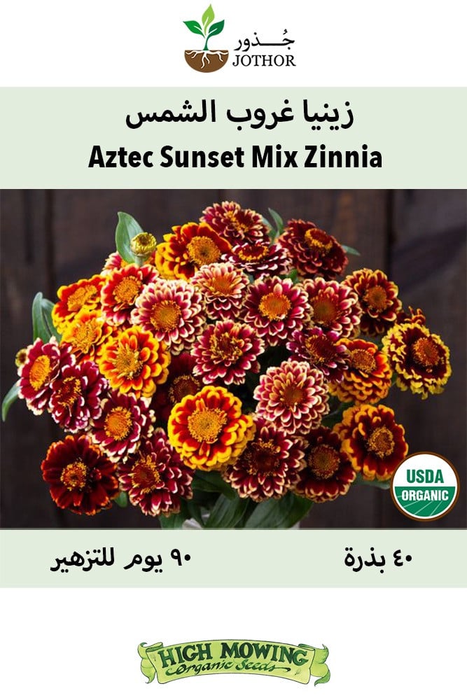 بذور زينيا غروب الشمس - Aztec Sunset Mix Zinnia Seeds