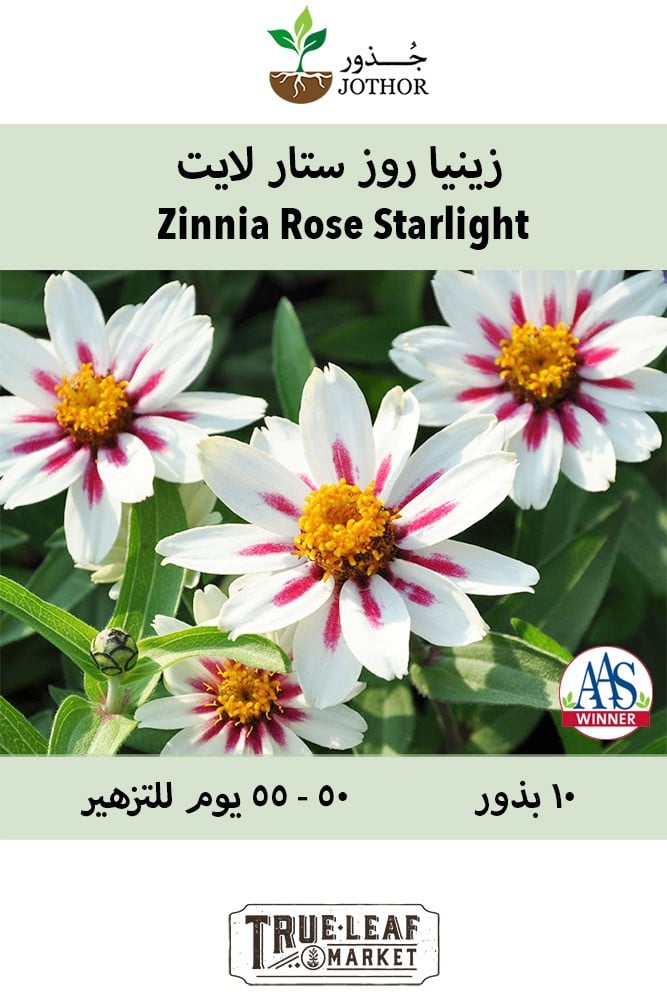 بذور زينيا ستار لايت - Zahara Series Starlight Rose Zinnia Seeds