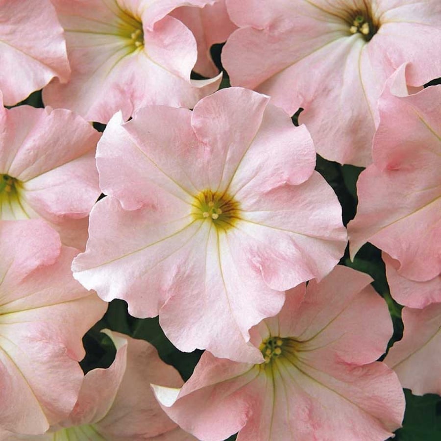 بذور بتونيا دريمز زهر التفاح - Dreams Series Appleblossom Petunia Seeds