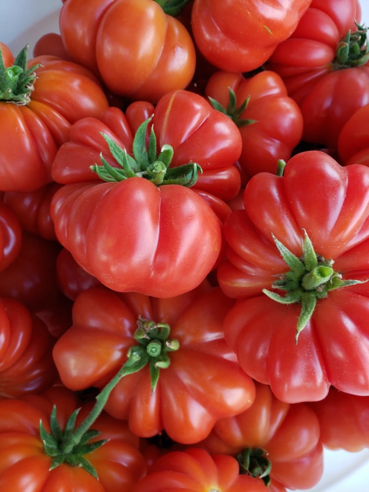 بذور طماطم كوستولوتو جينوفيز - Costoluto Genovese Tomato Seeds