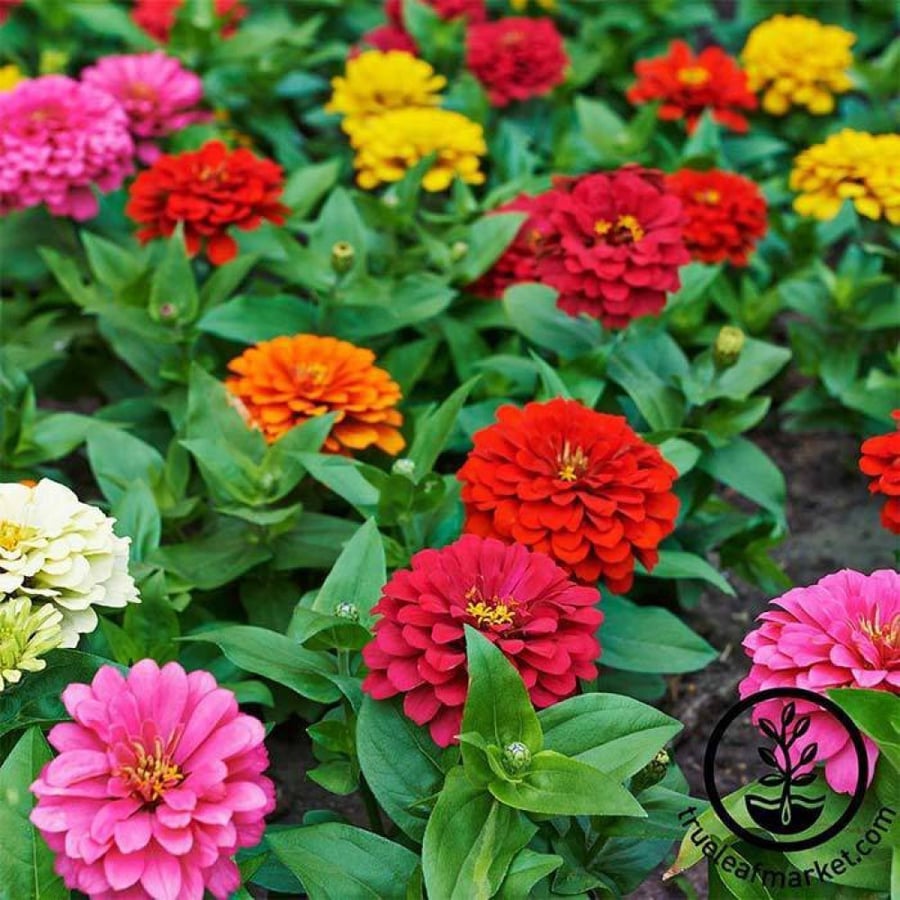 بذور زينيا الداليا الملونة - ZINNIA DAHLIA FLOWERED MIXTURE Seeds