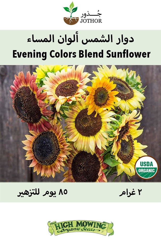 بذور دوار الشمس ألوان المساء - Evening Colors Blend Sunflower Seeds