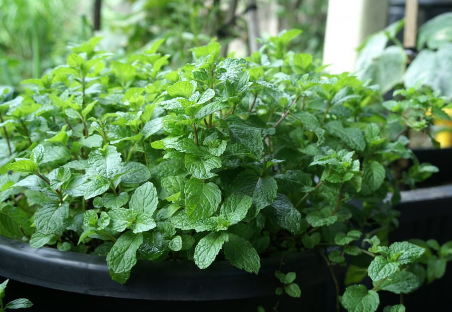 بذور نعناع - Common Mint Seeds
