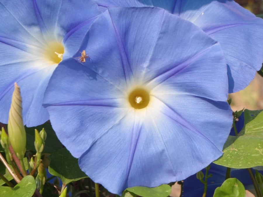 بذور مجد الصباح السماوية - MORNING GLORY HEAVENLY BLUE Seeds