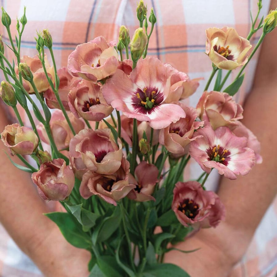 بذور ايستوما شوكو - بذور مغلفة - Pucchino Choco 3 Pelleted (F1) Lisianthus Seed