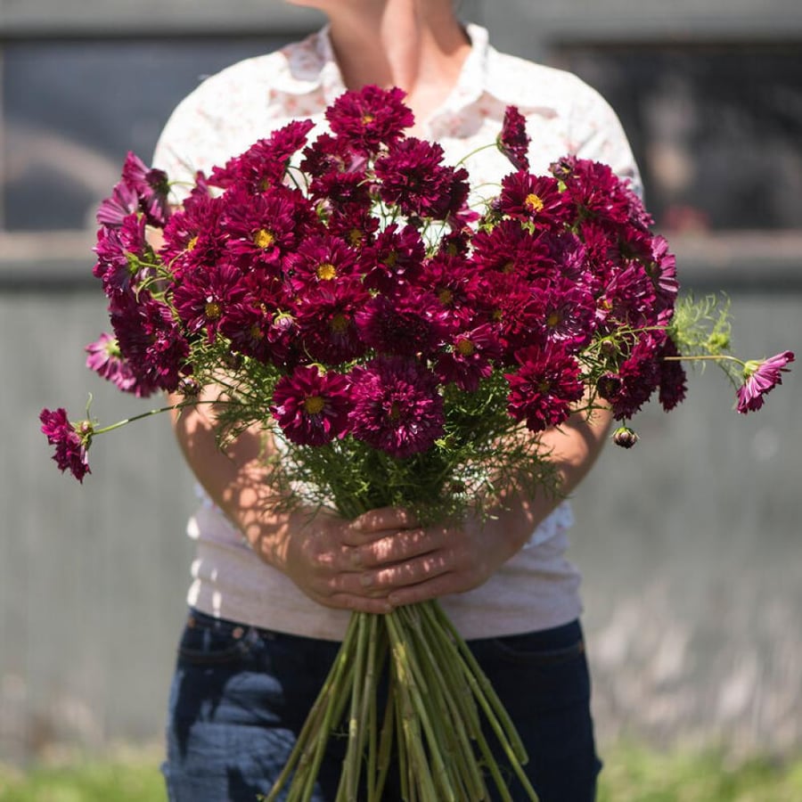 بذور كوسموس مزوجة كرانبيري - Double Click Cranberries Cosmos Seed
