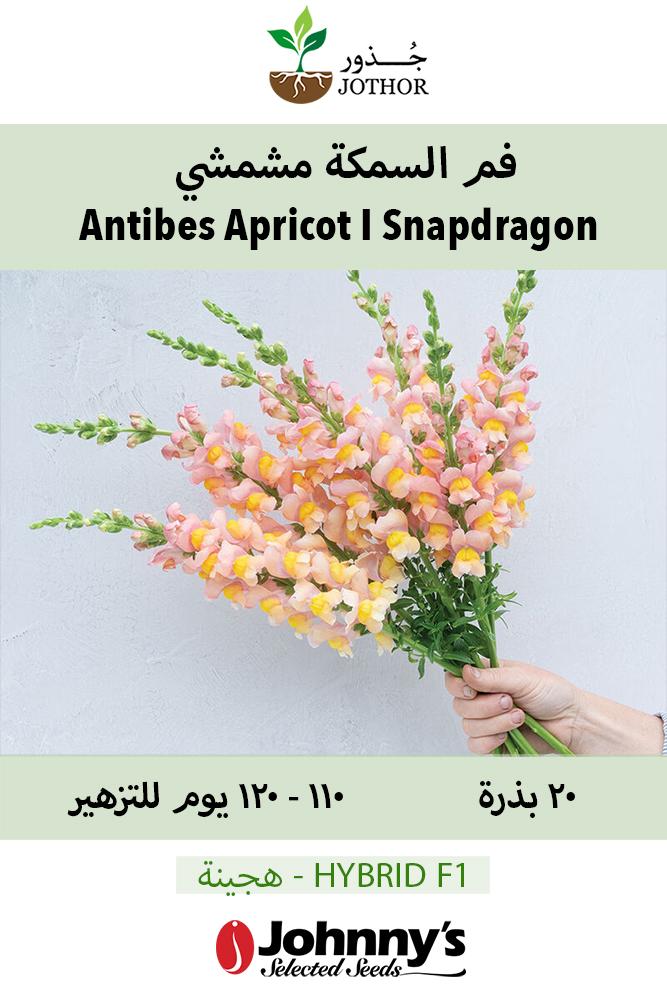بذور فم السمكة مشمشي - Antibes Apricot I (F1) Snapdragon Seed