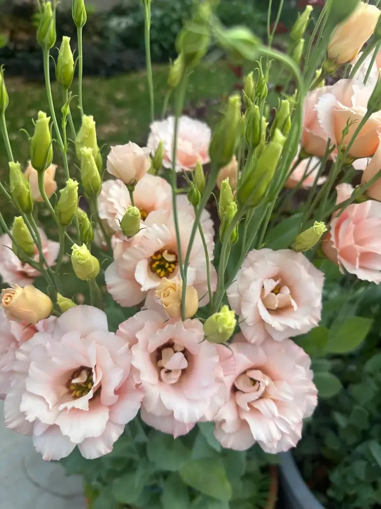 بذور ايستوما ارينا مشمشي - ARENA III APRICOT F1 Pelleted Lisianthus Seeds