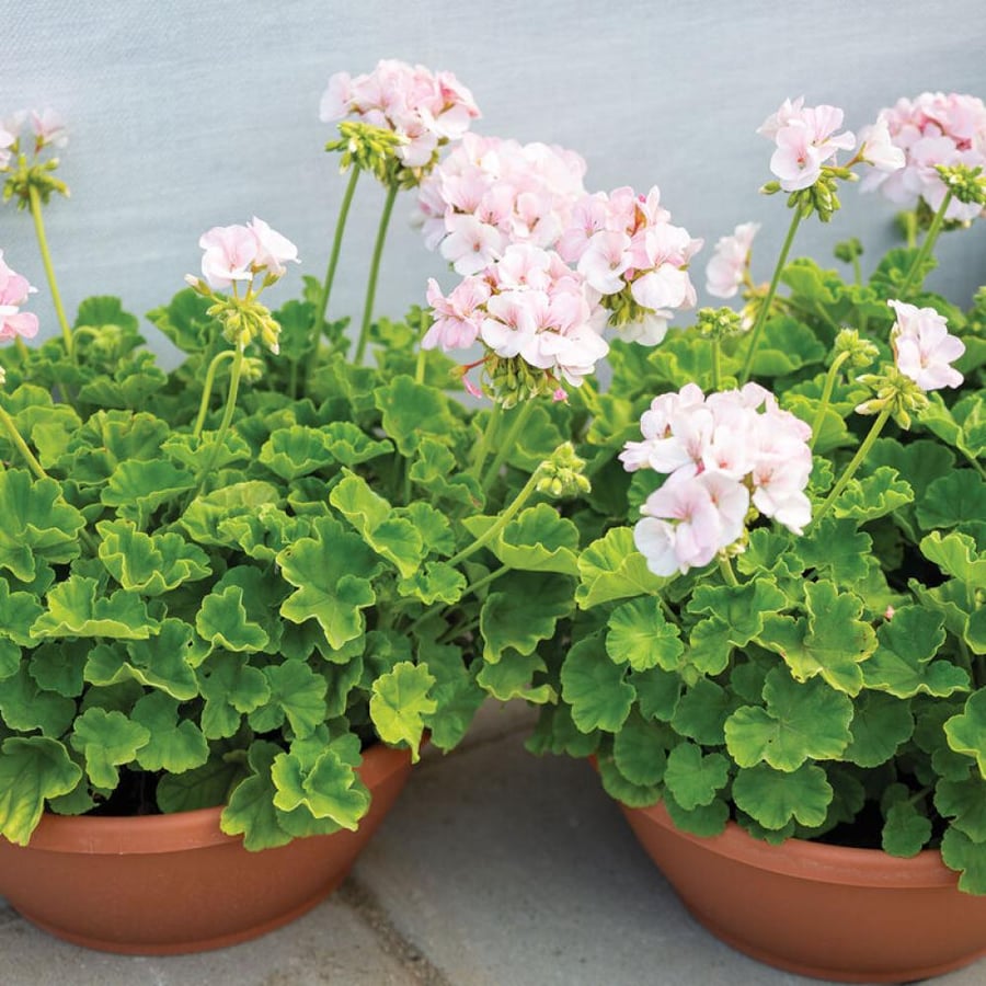 بذور جيرانيوم زهر التفاح - Maverick™ Appleblossom Geranium Seed