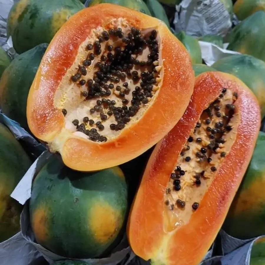 بذور بابايا ريد ليدي - Papaya Red Lady Seeds