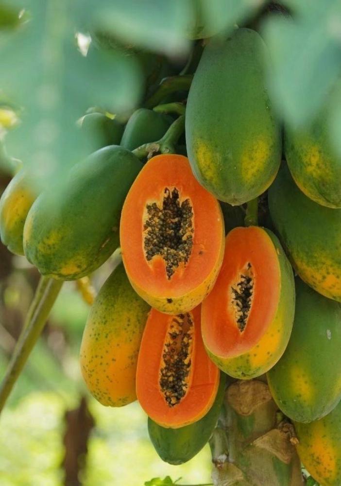 بذور بابايا ريد ليدي - Papaya Red Lady Seeds
