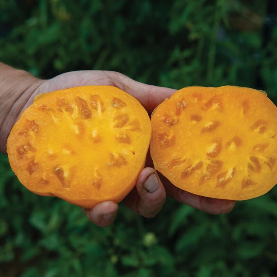 بذور طماطم صفراء - Dr. Wyche's Yellow Organic Tomato Seed