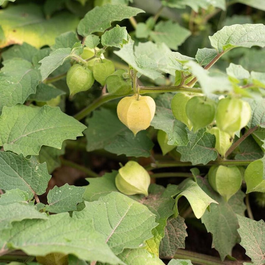حرنكش جولدي جوني - Goldie Ground Cherry Seeds