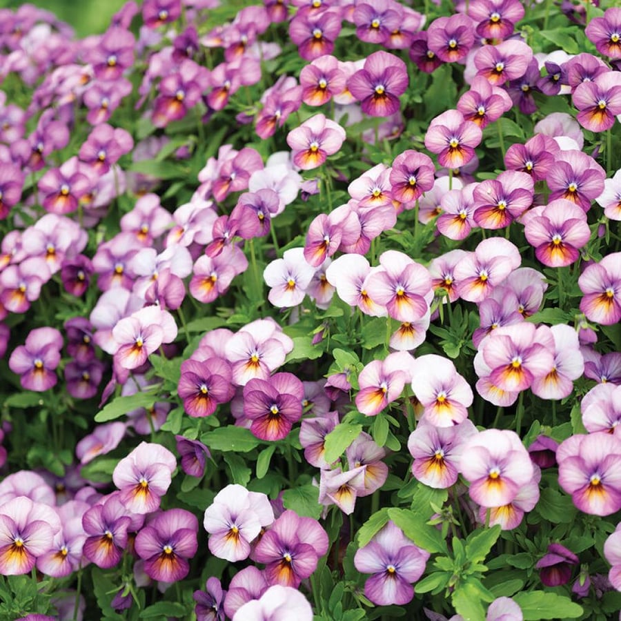 بذور فيولا بلوم أنتيك - Floral Power Plum Antique (F1) Viola Seed