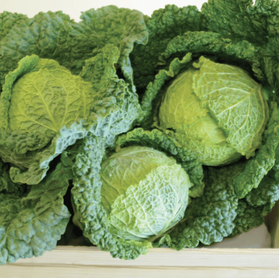 بذور ملفوف ألكوسا - Alcosa (F1) Cabbage Seeds