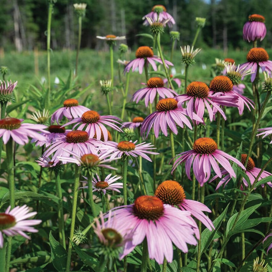 بذور اكنيشيا ارجوانية - Echinacea purpurea Seeds