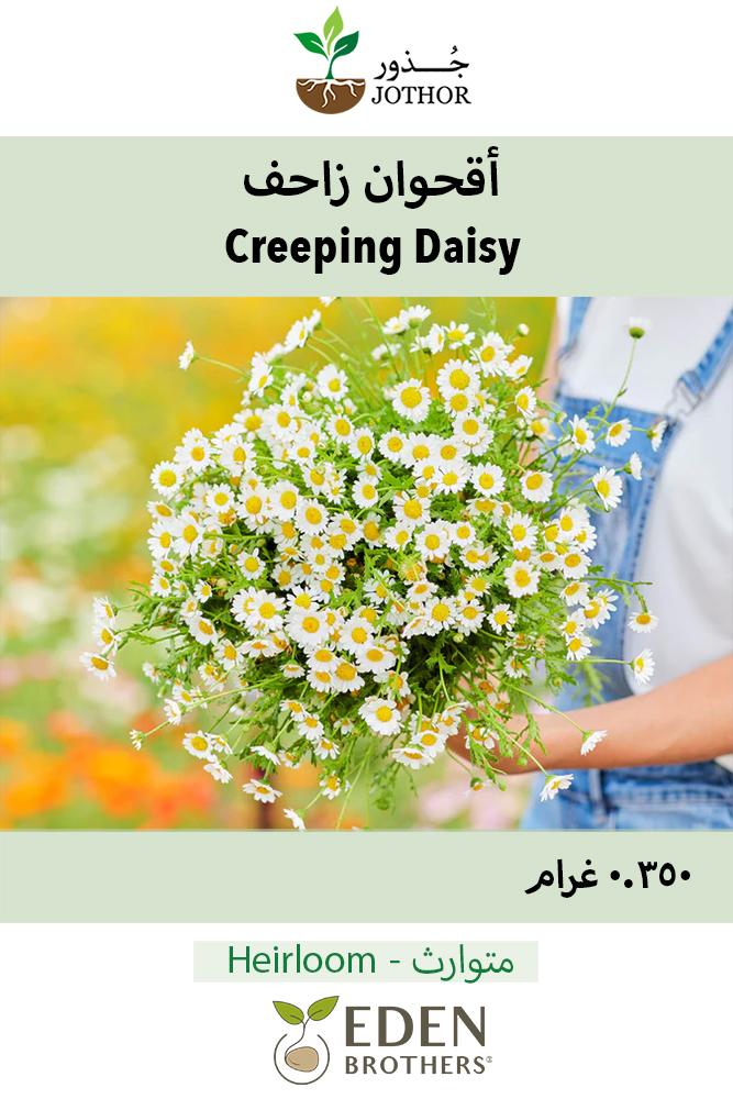 بذور  اقحوان زاحف - Creeping Daisy Seeds