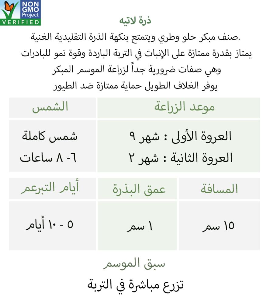 بذور ذرة لاتيه -