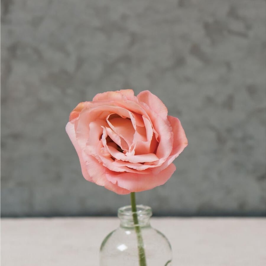 بذور ايستوما ارينا مشمشي - ARENA III APRICOT F1 Pelleted Lisianthus Seeds