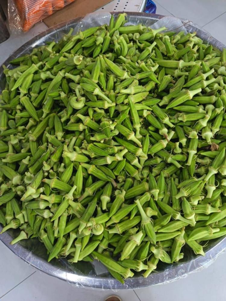 بذور باميا حساوية - Hasawi Okra Seeds