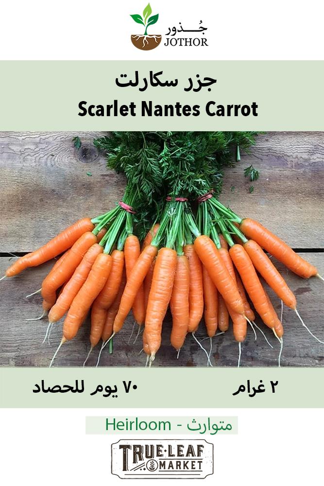 بذور جزر سكارلت - Scarlet Nantes Carrot Seeds