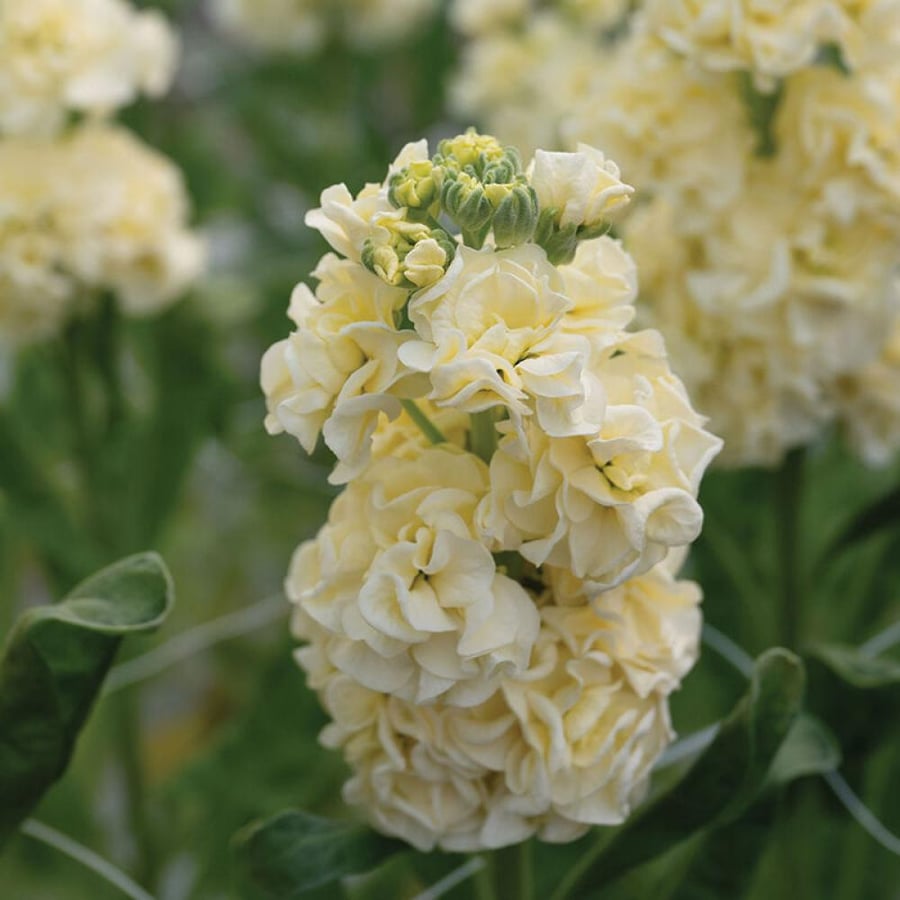 بذور منثور اصفر كريمي - StoX® Yellow Stock Seed