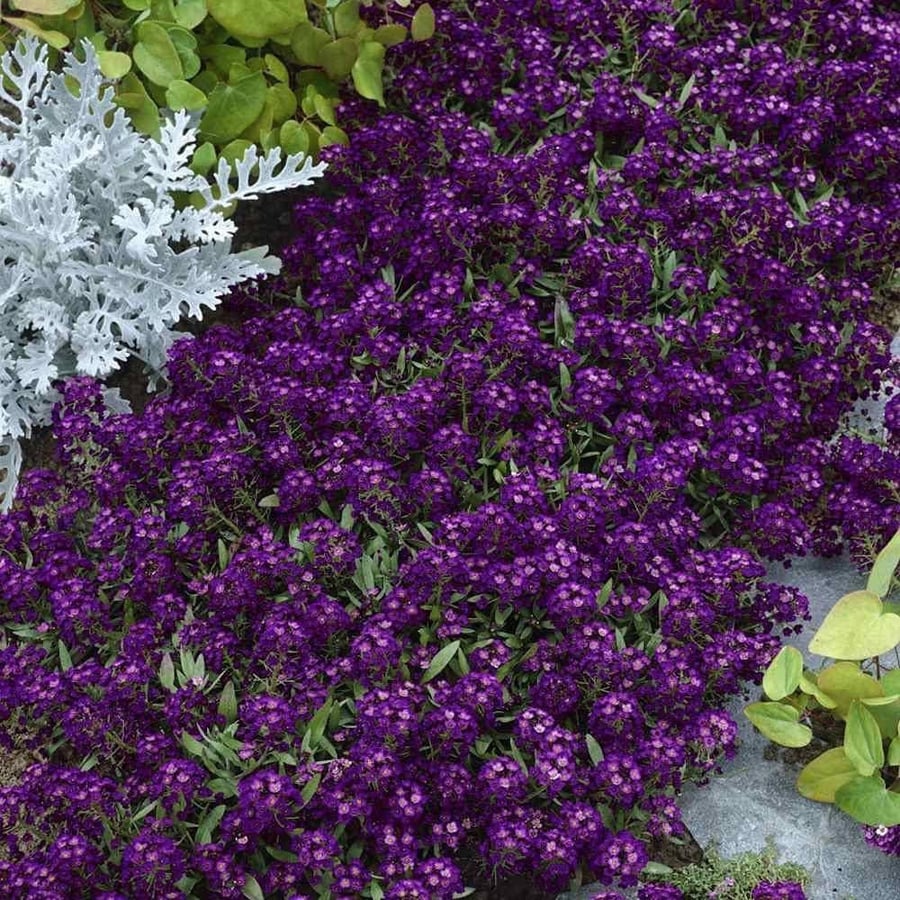 بذور اليسيوم البنفسج - Oriental Nights Alyssum Seeds