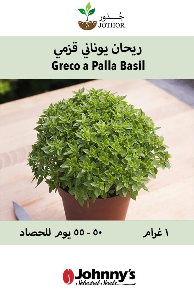 بذور ريحان يوناني قزمي - Greco a Palla Basil Seed