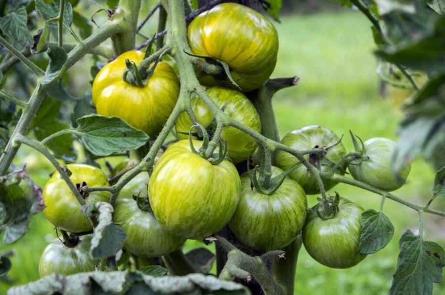 بذور طماطم زيبرا الأخضر - Green Zebra Tomato Seeds