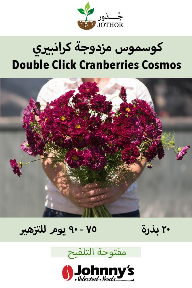 بذور كوسموس مزوجة كرانبيري - Double Click Cranberries Cosmos Seed