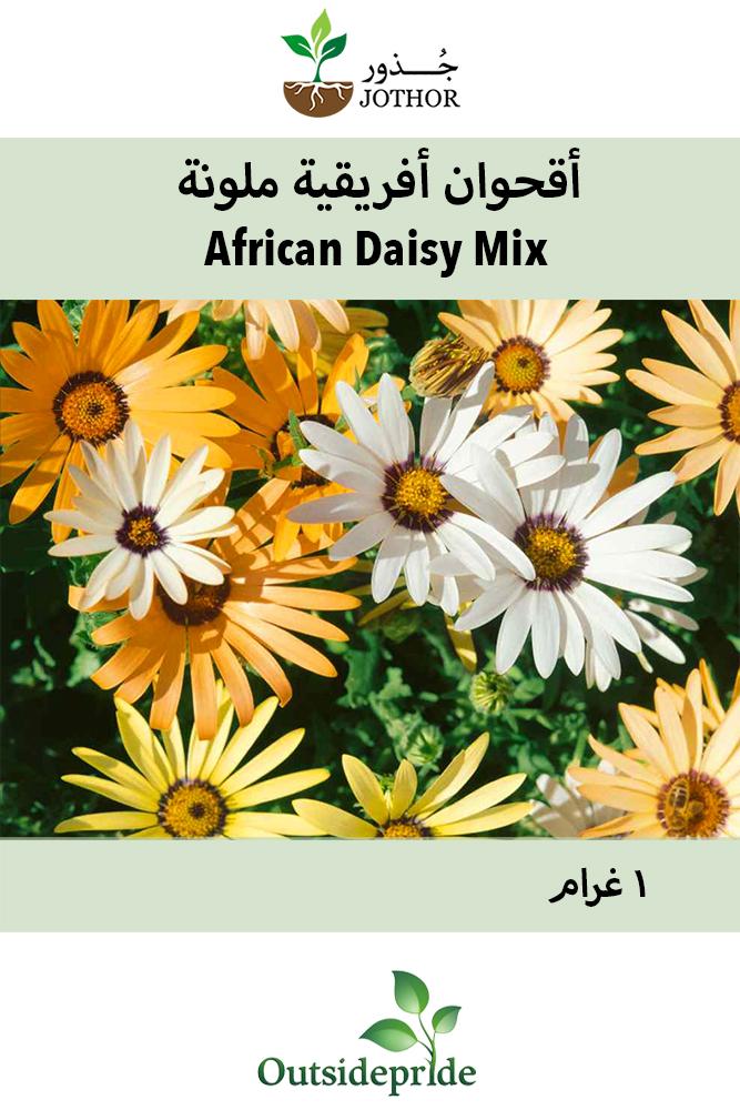 بذور اقحوان افريقية - African Daisy Mix Seeds
