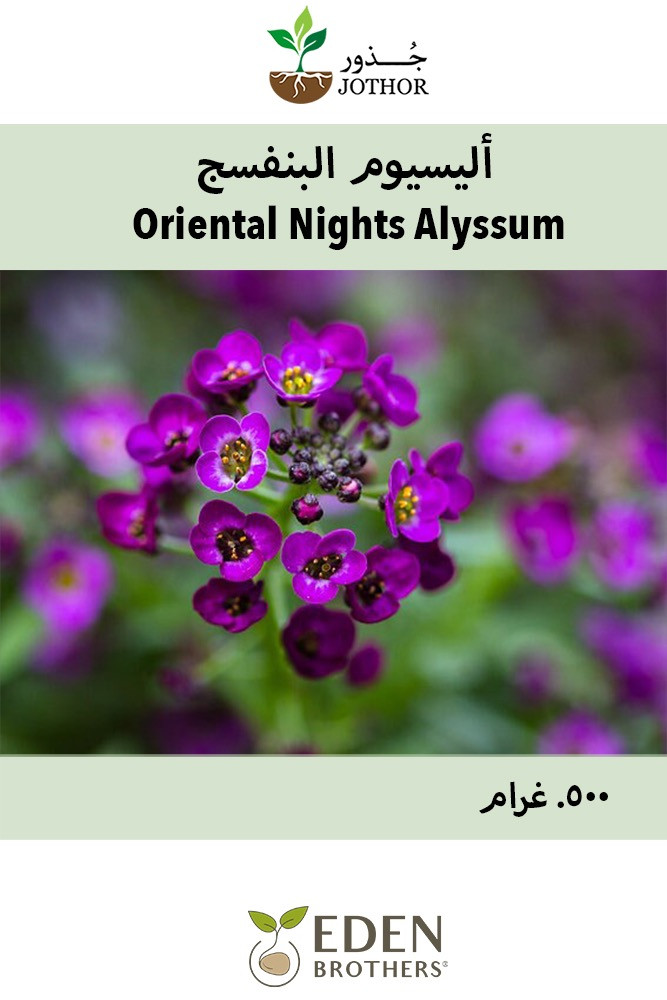 بذور اليسيوم البنفسج - Oriental Nights Alyssum Seeds